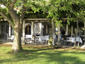 The Olive Tree