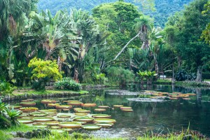 Victoria Regia, Botanical Garden, Rio de Janeiro, Brazil