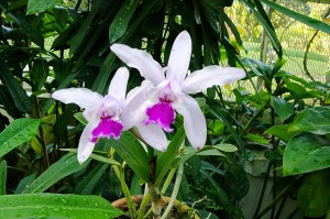 Orquídea do Jardim Botânico do Rio de Janeiro