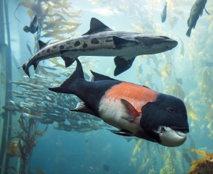 Monterey Bay Aquarium