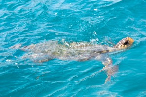 Tartarugas Caretta Caretta, Laganas 