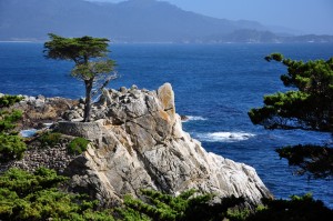 The Lone Cypress in Pebble Beach, 17 Mile Drive, Monterey