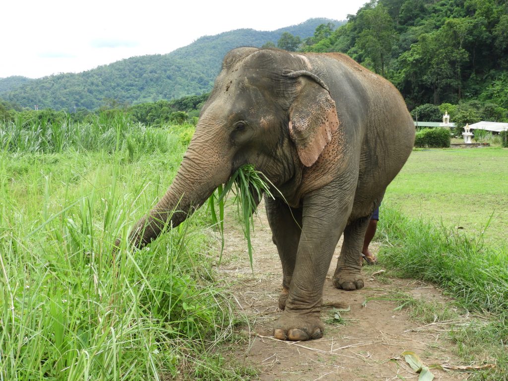 Elefante em Chiang Mai, Tailândia