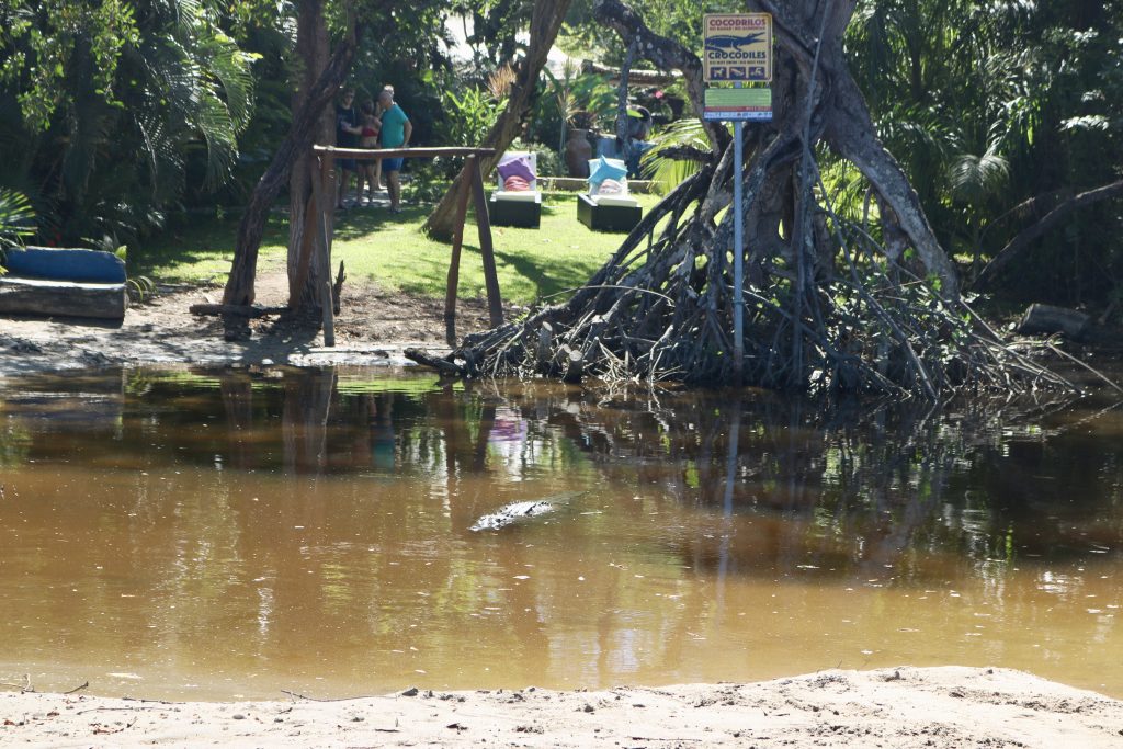 Crocodilo na praia de Tamarindo, Costa Rica