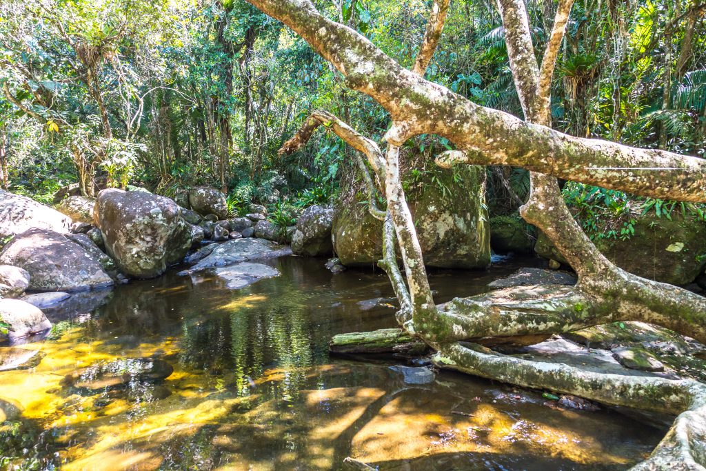 Reserva Ecológica Estadual da Juatinga (REEJ, Saco de Mamanguá, Paraty, Rio de Janeiro, Brazil